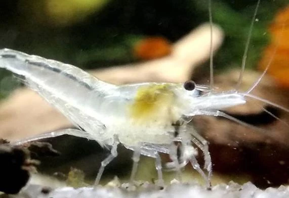 White Pearl Shrimp